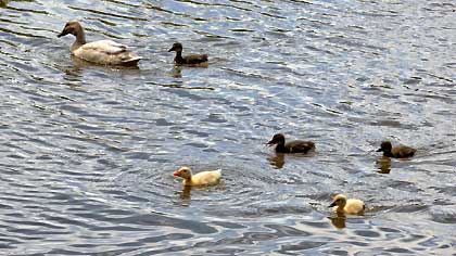 Ducklings at Broken Cross, Rudheath - Trent and Mersey Canal