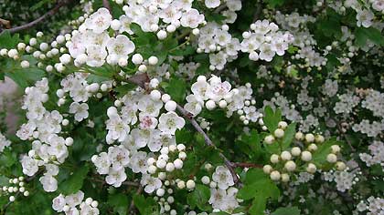Hawthorn blossom - Marbury Country Park, Cheshire