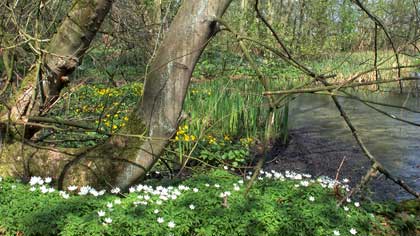 Wood anemones - Marbury Country Park, Cheshire